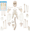 Houseables Disarticulated Human Skeleton, Full Unassembled Anatomical Model 62”